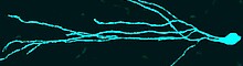 Neuroplasticity and Rhythms Neuroplasticity and Rhythms